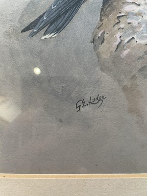 Lot 1015 - George Edward Lodge (1860-1954) European Hobby...