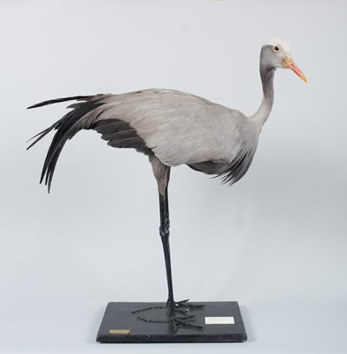 Lot 127 - Taxidermy: A Blue or Stanley Crane (Grus...