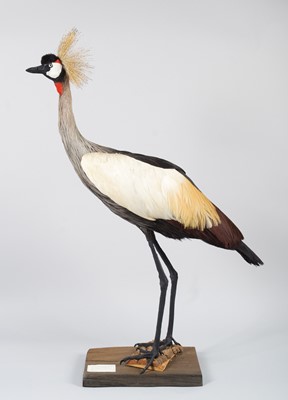 Lot 70 - Taxidermy: Grey Crowned Crane (Balearica...