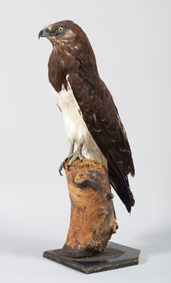 Lot 135 - Taxidermy: Black-breasted Snake Eagle...
