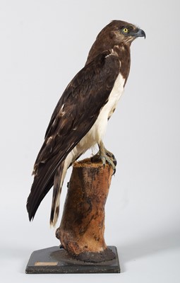 Lot 135 - Taxidermy: Black-breasted Snake Eagle...