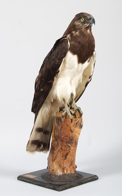 Lot 135 - Taxidermy: Black-breasted Snake Eagle...