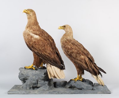 Lot 76 - Taxidermy: A Pair of Late Victorian...