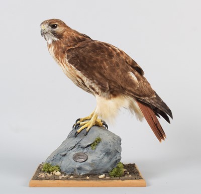 Lot 67 - Taxidermy: Red-tailed Hawk (Buteo jamaicensis),...