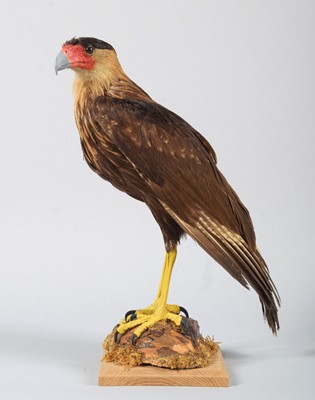 Lot 80 - Taxidermy: Crested Caracara (Caracara plancus),...