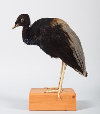 Lot 33 - Taxidermy: Grey-winged Trumpeter (Psophia...