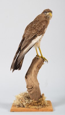 Lot 42 - Taxidermy: Chimango Caracara (Milvago...