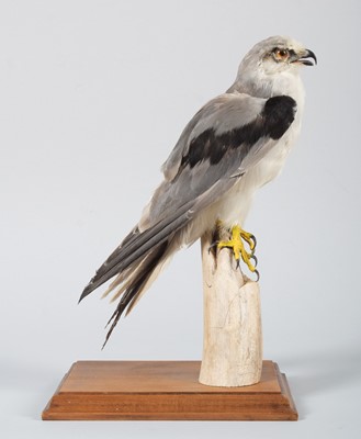 Lot 143 - Taxidermy: Black-shouldered Kite (Elanus...