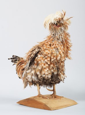 Lot 4 - Taxidermy: Polish Creole Frizzle Chicken...