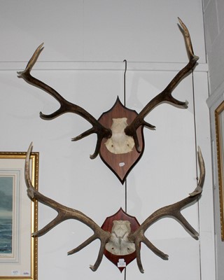 Lot 1133 - Antlers/Horns: Two sets of Red Deer Antlers...