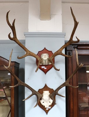 Lot 1153 - Antlers/Horns: Two sets of Red Deer...