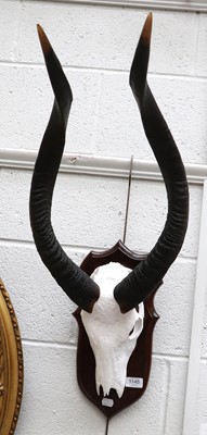 Lot 1145 - Antlers/Horns: Lowland Nyala (Tragelaphus...