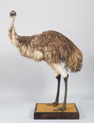 Lot 55 - Taxidermy: Emu (Dromaius novaehollandiae),...