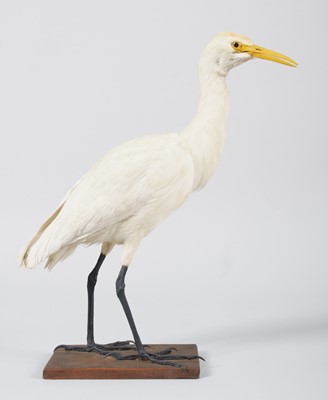 Lot 108 - Taxidermy: Cattle Egret (Bubulcus), circa 1877-...