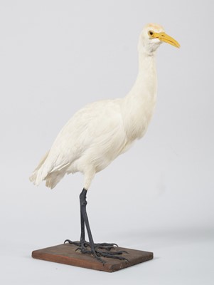 Lot 108 - Taxidermy: Cattle Egret (Bubulcus), circa 1877-...