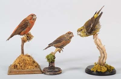 Lot 115 - Taxidermy: A Group of Crossbills, modern, to...