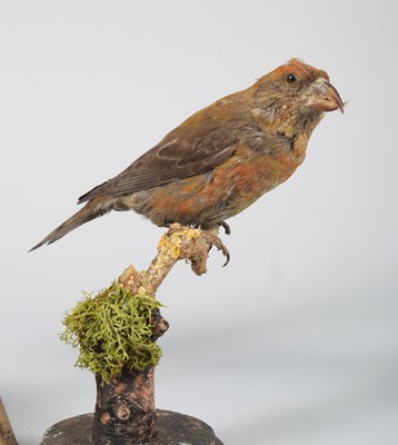 Lot 115 - Taxidermy: A Group of Crossbills, modern, to...