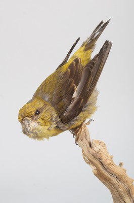 Lot 115 - Taxidermy: A Group of Crossbills, modern, to...
