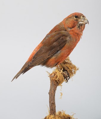 Lot 115 - Taxidermy: A Group of Crossbills, modern, to...