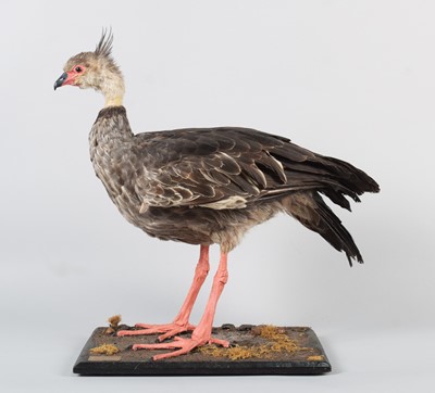 Lot 74 - Taxidermy: Southern Crested Screamer (Chauna...