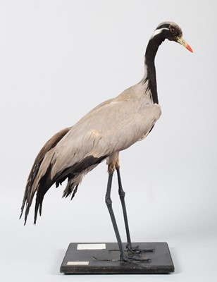 Lot 97 - Taxidermy: Demoiselle Crane (Grus virgo),...