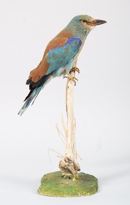 Lot 69 - Taxidermy: European Roller (Coracias garrulus),...