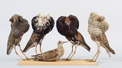 Lot 71 - Taxidermy: A Group of Ruffs (Calidris pugnax),...