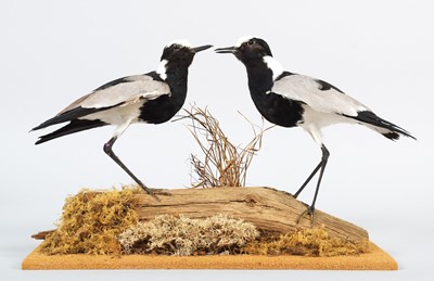 Lot 83 - Taxidermy: A Pair of Blacksmith Lapwings...