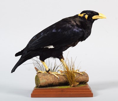 Lot 16 - Taxidermy: Common Hill Myna (Gracula...