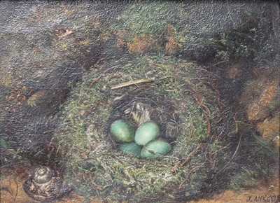 Lot 1013 - John Ankcorn (fl.1864-1868) Birds' nest with...