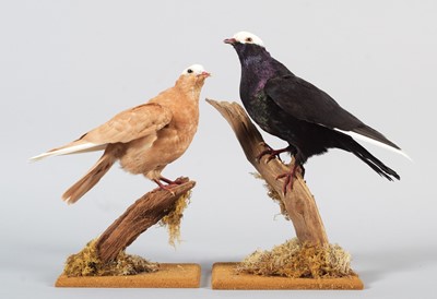 Lot 151 - Taxidermy: A Black and Yellow Mookie Pigeon...