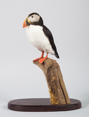 Lot 37 - Taxidermy: Atlantic Puffin (Fratercula...