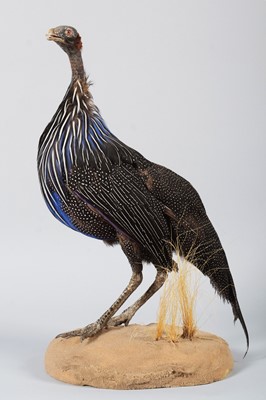 Lot 53 - Taxidermy: Vulterine Guineafowl (Acryllium...