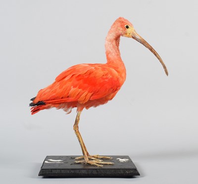 Lot 160 - Taxidermy: Scarlet Ibis (Eudocimus ruber),...