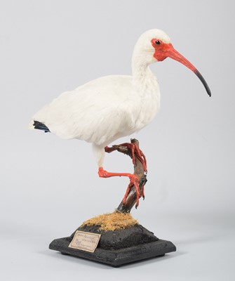 Lot 116 - Taxidermy: American White Ibis (Eudocimus...