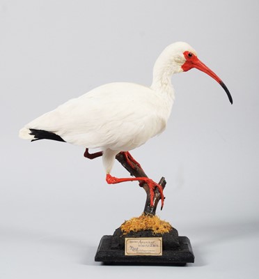 Lot 116 - Taxidermy: American White Ibis (Eudocimus...