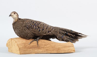 Lot 41 - Taxidermy: Grey Peacock-Pheasant (Polyplectron...