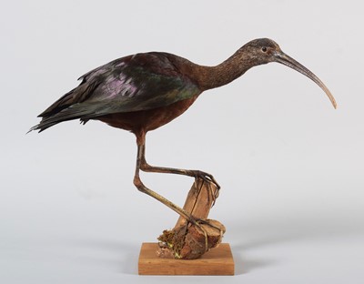 Lot 146 - Taxidermy: Glossy Ibis (Plegadis falcinellus),...