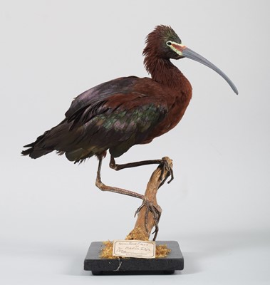 Lot 59 - Taxidermy: White-faced Ibis (Plegadis chihi),...