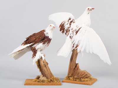 Lot 87 - Taxidermy: A Pair of Frillback Pigeons...