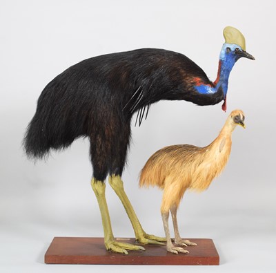 Lot 129 - Taxidermy: A Southern Cassowary and Chick...