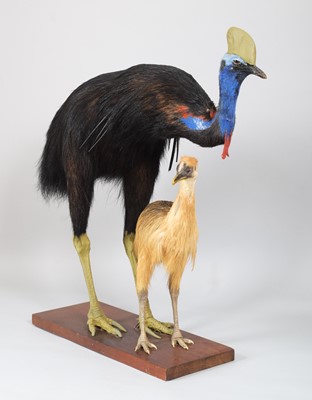 Lot 129 - Taxidermy: A Southern Cassowary and Chick...