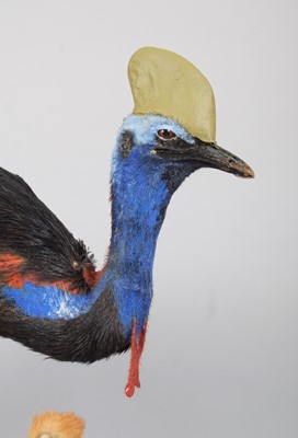 Lot 129 - Taxidermy: A Southern Cassowary and Chick...