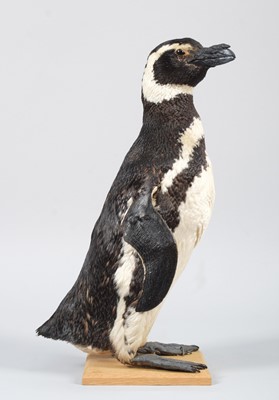 Lot 176 - Taxidermy: Magellanic Penguin (Spheniscus...