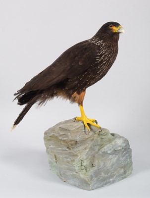 Lot 31 - Taxidermy: Striated or Forster's Caracara...