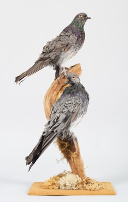 Lot 136 - Taxidermy: A Pair of Blue Frillback Pigeons...