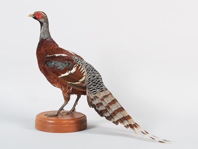 Lot 148 - Taxidermy: Mrs. Humes or Bar-tailed Pheasant...