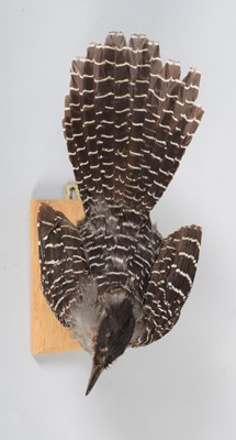 Lot 142 - Taxidermy: Giant Antshrike (Batara cinerea),...
