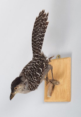 Lot 142 - Taxidermy: Giant Antshrike (Batara cinerea),...