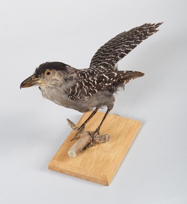 Lot 142 - Taxidermy: Giant Antshrike (Batara cinerea),...